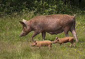 Tamworth pig mother and young grazing grassland. Semi feral animals farmed in Knepp Rewilding experiment, West Sussex, UK
