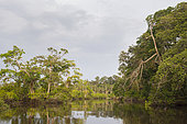 Tropical rainforest along Rembo Ngowe river, Akaka, Loango National Park, Gabon.