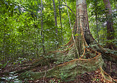 Buttress roots of rainforest tree, Loango National Park, Gabon.