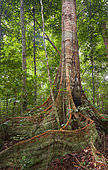 Buttress roots of rainforest tree, Loango National Park, Gabon.
