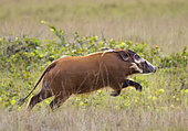 Red River Hog (Potamochoerus porcus) running, Loango National Park, Gabon, central Africa.