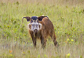 Red River Hog (Potamochoerus porcus) male, Loango National Park, Gabon, central Africa.