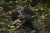 Western lowland Gorilla (Gorilla gorilla gorilla) silverback named Kamaya eating fruit, part of the Atanga group, Loango National Park, Gabon, central Africa. Critically endangered.