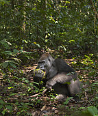 Western lowland Gorilla (Gorilla gorilla gorilla) silverback named Kamaya feeding on fruit, part of the Atanga group, Loango National Park, Gabon, central Africa. Critically endangered.