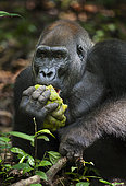Western lowland Gorilla (Gorilla gorilla gorilla) silverback named Kamaya eating fruit, part of the Atanga group, Loango National Park, Gabon, central Africa. Critically endangered.