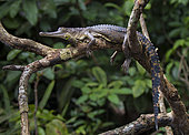 Central African slender-snouted Crocodile (Mecistops leptorhynchus) Mpivie river, Gabon, central Africa. Critically endangered
