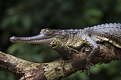 Central African slender-snouted Crocodile (Mecistops leptorhynchus) Mpivie river, Gabon, central Africa. Critically endangered