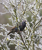 Common Starling (Sturnus vulgaris) in hoar frost covered apple tree, West Sussex, UK. January