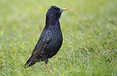 Common Starling (Sturnus vulgaris) on lawn, West Sussex, UK. May