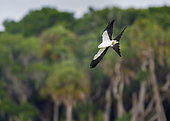Swallow-tailed Kite (Elanoides forficatus) Myakka river state park, Florida, USA