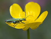 Thick-legged Flower Beetle (Oedemera nobilis) on buttercup, West Sussex, UK. June
