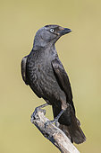 Western Jackdaw (Coloeus monedula spermologus), adult perched on a branch, Basilicata, Italy