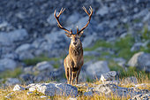 Red Deer (Cervus elaphus), front view of an adult male standing on a rocky terrain, Abruzzo, Italy