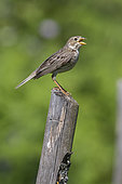 Corn Bunting (Emberiza calandra), side view of an adult singing from a post, Campania, Italy