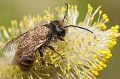 Solitary bee parasitic mite (Chaetodactylus osmiae), Vosges du Nord Regional Nature Park, France