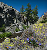 Alpine Asters (Aster alpinus), Mercantour National Park, Alps, France