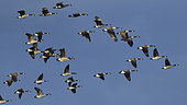 Canada Geese (Branta canadensis) in flight, Sauer Delta Nature Reserve, Rhine bank, Munchhausen, Alsace, France
