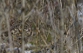 Chat forestier (Felis silvestris) mâle à l'affût, Parc naturel régional des Vosges du Nord, France