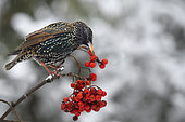 Starlings (Sturnus vulgaris) eating European mountain ash (Sorbus aucuparia) berries on a branche, Parc naturel régional des Vosges du Nord, France