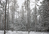 Forêt d'épicéas (Picea abies) et de mélèzes (Larix decidua) enneigée, Parc naturel régional des Vosges du Nord, France