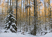 Forêt d'épicéas (Picea abies) et de mélèzes (Larix decidua) enneigée, Parc naturel régional des Vosges du Nord, France