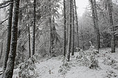 Snow-covered larch forest, Vosges du Nord Regional Nature Park, France