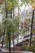 Beech (Fagus sylvatica) snowstorm in autumn, Vosges du Nord Regional Nature Park, France