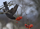 Black bird (Turdus merula) eating European mountain ash (Sorbus aucuparia) berries on a branche, Parc naturel régional des Vosges du Nord, France