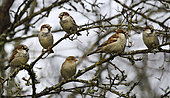 House sparrows (Passer domesticus) in a hedge, Vosges du Nord Regional Nature Park, France
