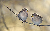 House sparrows (Passer domesticus) females on a branch, Vosges du Nord Regional Nature Park, France