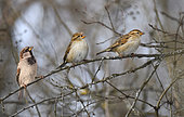 House sparrows (Passer domesticus) chirping in a hedge, Vosges du Nord Regional Nature Park, France