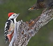 Middle Spotted Woodpecker (Dendrocopos medius) and Black bird (Turdus merula) fighting, Vosges du Nord Regional Natural Park, France