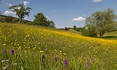 Flowering meadow with Reed orchid (Dactylorhiza majalis), Corn buttercup (Ranunculus arvensis) and Field Scabiosa (Knautia arvensis), Vosges du Nord Regional Nature Park, France