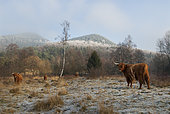 Cows (Highland-cattle) in winter, Parc naturel régional des Vosges du Nord, France
