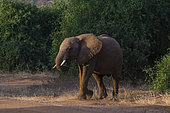 African elephant (Loxodonta africana), Samburu, Kenya.