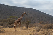 Reticulated giraffe (Giraffa camelopardalis reticulata), Kalama conservancy, Samburu, Kenya.