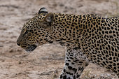 Leopard (Panthera pardus), Samburu National Reserve, Kenya.