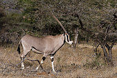 Beisa oryx (Oryx gazella beisa), Kalama Conservancy, Samburu, Kenya.