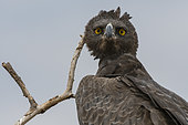 Martial Eagle (Polemaetus bellicosus), Samburu National Reserve, Kenya.