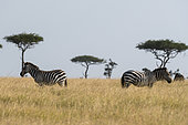 Grant's zebra (Equus burchellii boehmi), Masai Mara National Reserve, Kenya.