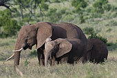 A female African elephant (Loxodonta africana) with its calf, Lualenyi, Tsavo, Kenya.