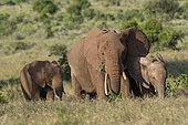 A female African elephant (Loxodonta africana) and calves, Lualenyi, Tsavo, Kenya.