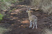 A klipspringer (Oreotragus oreotragus) on a rock, Lualenyi, Tsavo, Kenya.