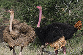 Ostrich (Struthio camelus) female and male, Tsavo, Kenya.