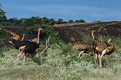 Ostriches (Struthio camelus), Tsavo, Kenya.