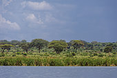The shore of Lake Jipe, Tsavo, Kenya.