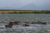 Hippopotamuses (Hippopotamus amphibius), Lake Jipe, Tsavo, Kenya.