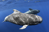 Pilot whale (Globicephala macrorhynchus). Tenerife, Canary Islands.