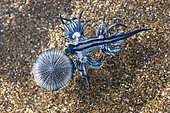BLUE DRAGON (Glaucus atlanticus). Small slug that measures only about 2 cm and is generally associated with the Portuguese man of war (Physalia physalis), although it also usually appears in intertidal pools. Marine invertebrates of the Canary Islands, Tenerife.