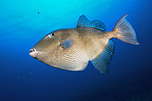 Grey triggerfish (Balistes capriscus). Fish of the Canary Islands, Tenerife.